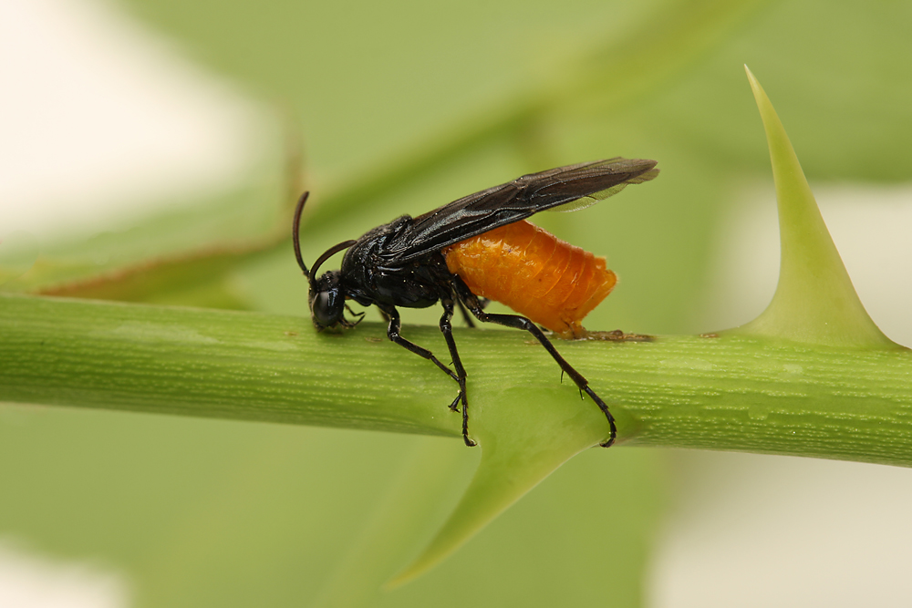 schwarz- orange Fliege