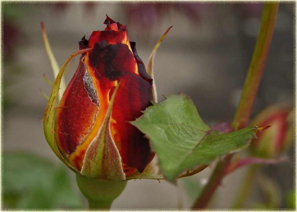 Schwarz-Rot-Gelb