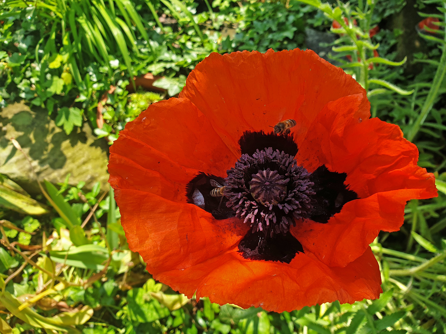 Schwarz-Rot-Gelb