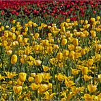 Schwarz-rot-gelbe-Tulpen