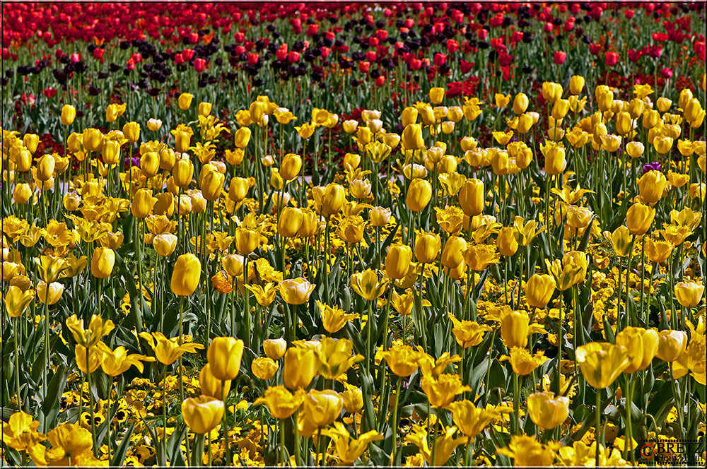 Schwarz-rot-gelbe-Tulpen