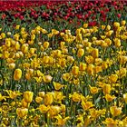 Schwarz-rot-gelbe-Tulpen