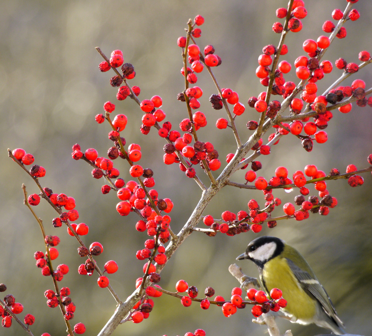 Schwarz - Rot - Gold