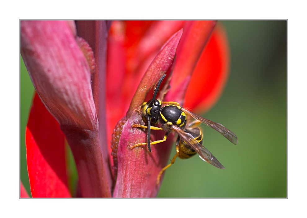 schwarz-rot-gold