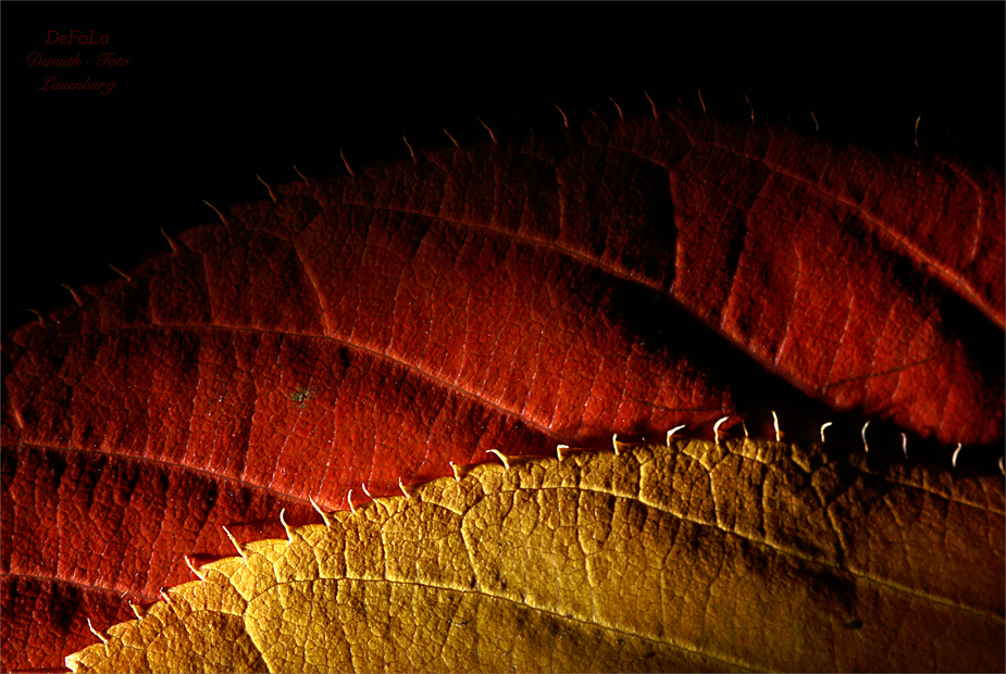 Schwarz - Rot - Gold