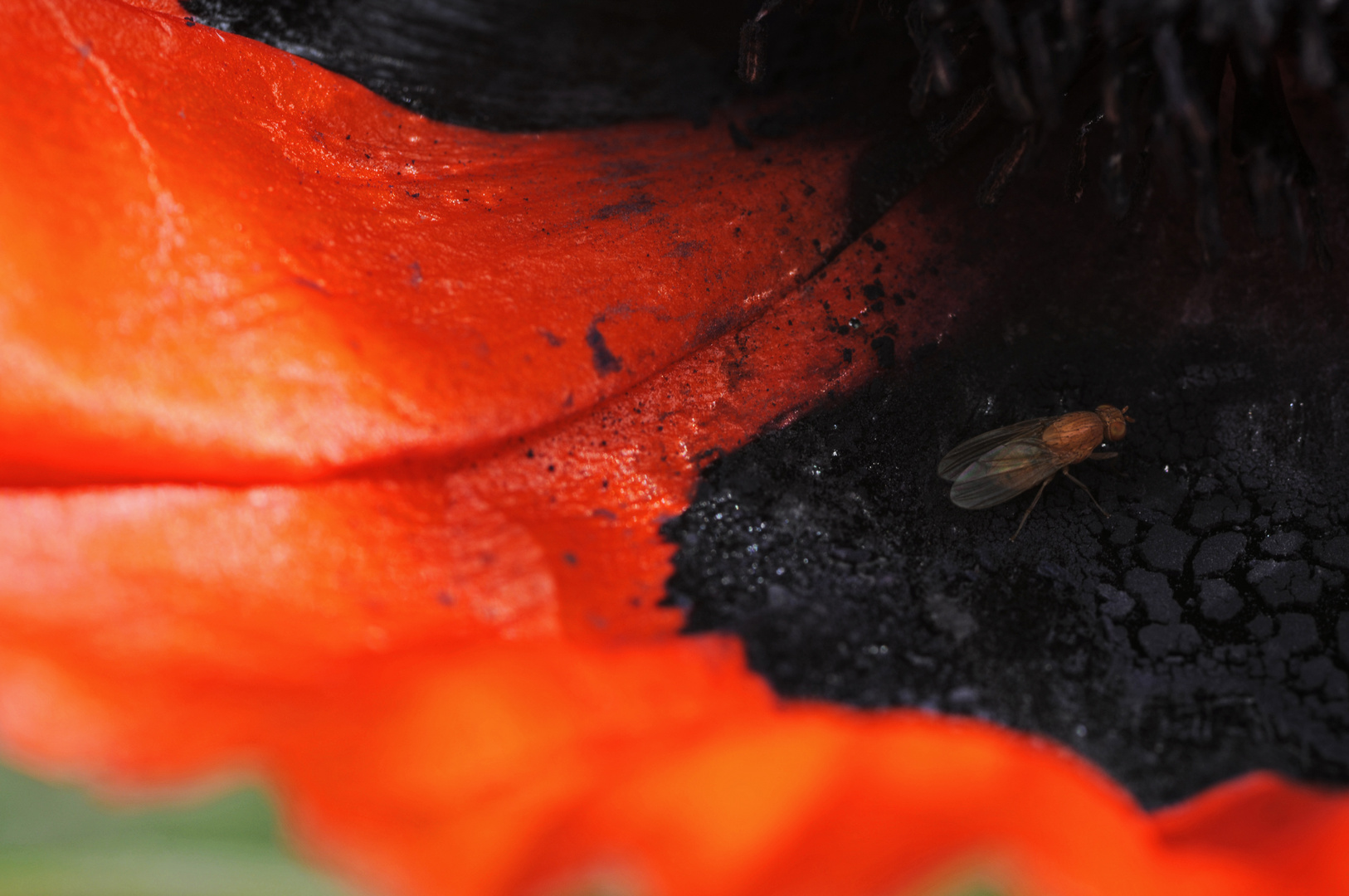 schwarz-rot-gold