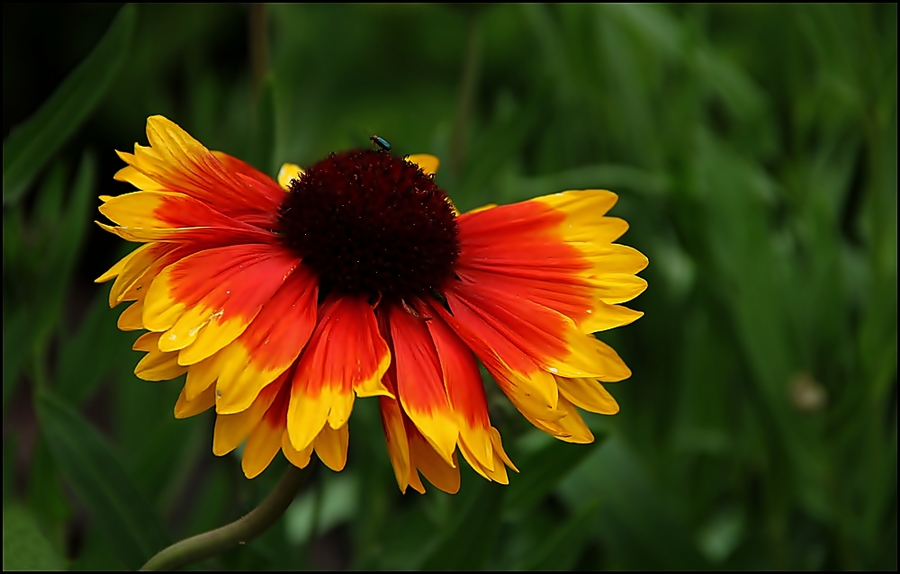 Schwarz-Rot-Gold