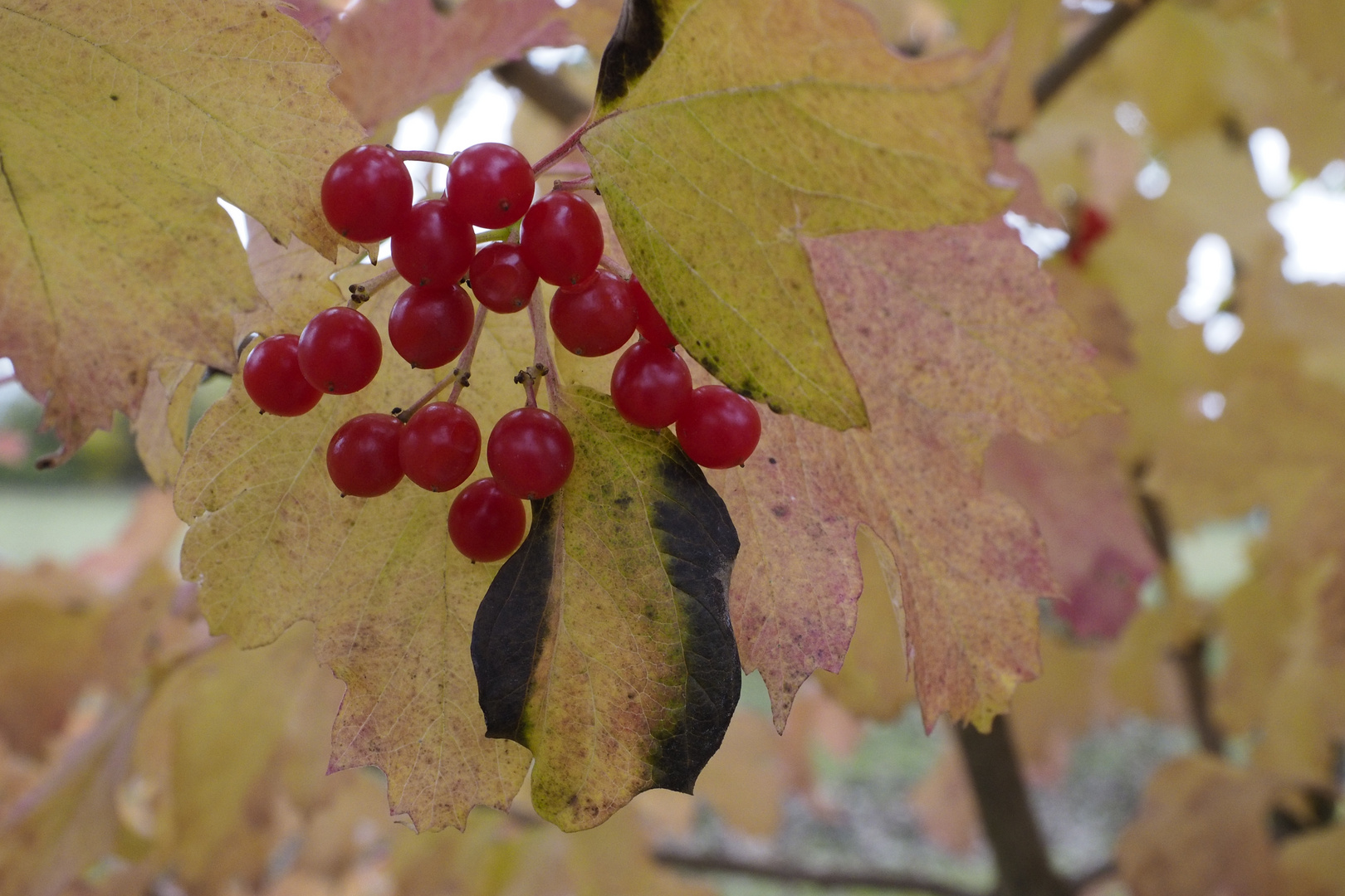 schwarz, rot, gold