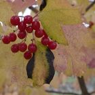 schwarz, rot, gold