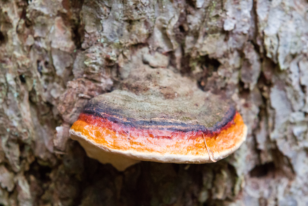 schwarz rot gold auch im Wald!