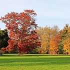 Schwarz, rot, gold