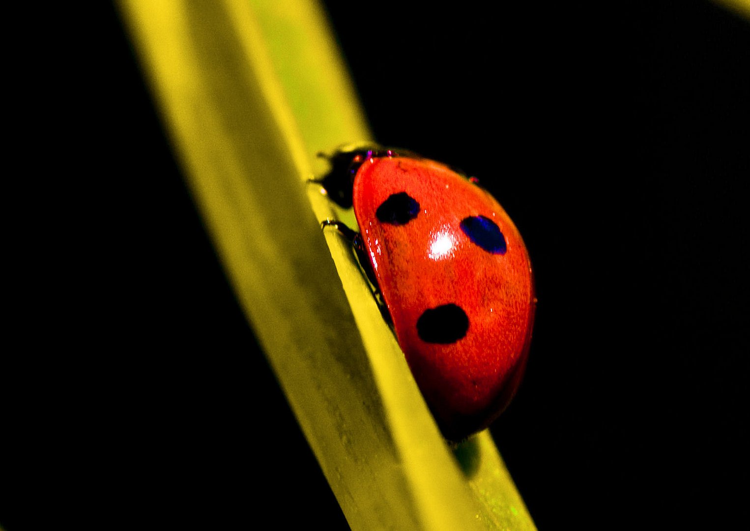 SCHWARZ - ROT - GOLD