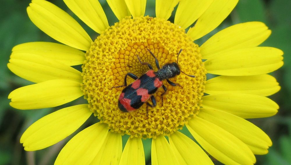 Schwarz-Rot-Gold mal anders...