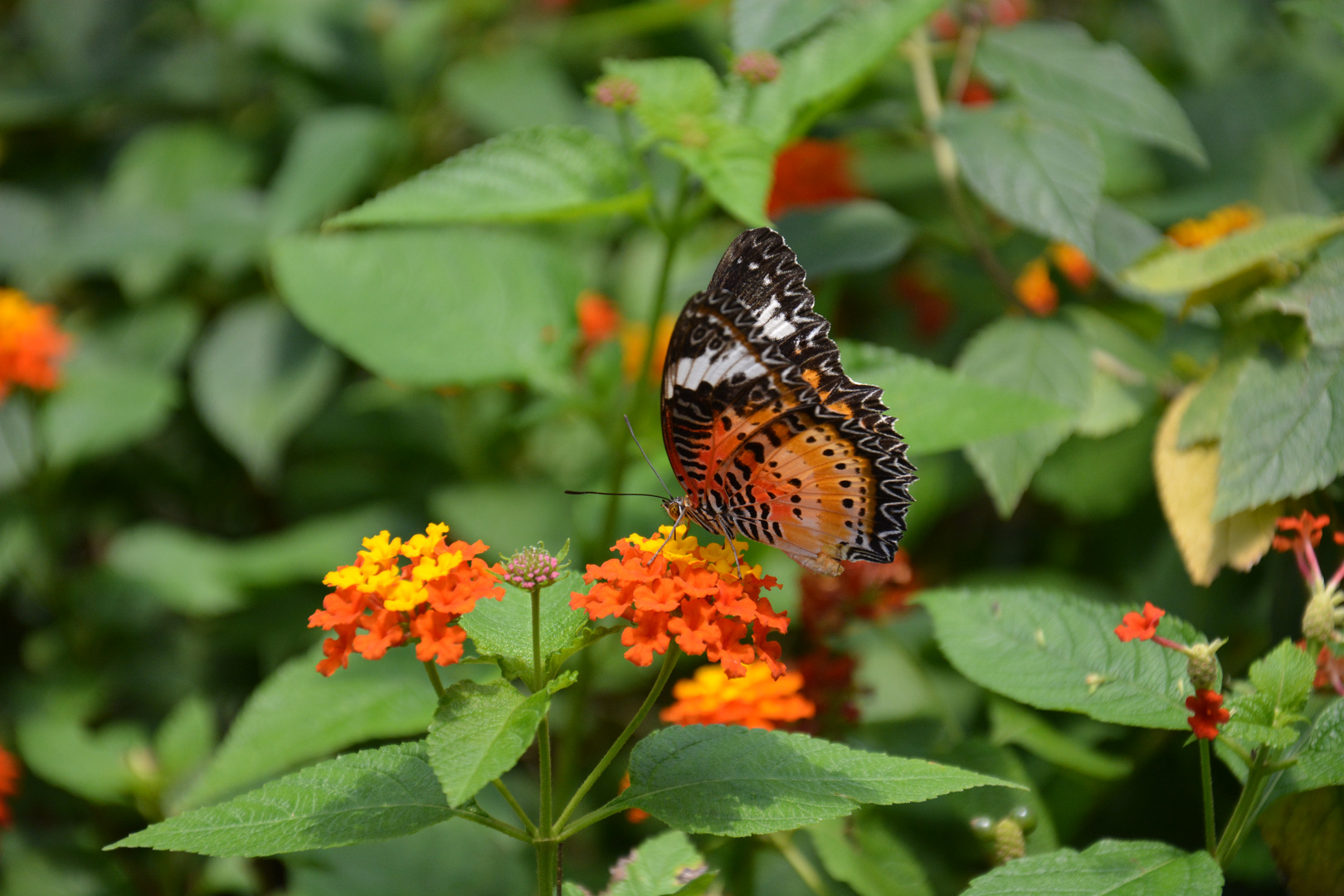 Schwarz Rot Gold - Schmetterling