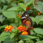 Schwarz Rot Gold - Schmetterling