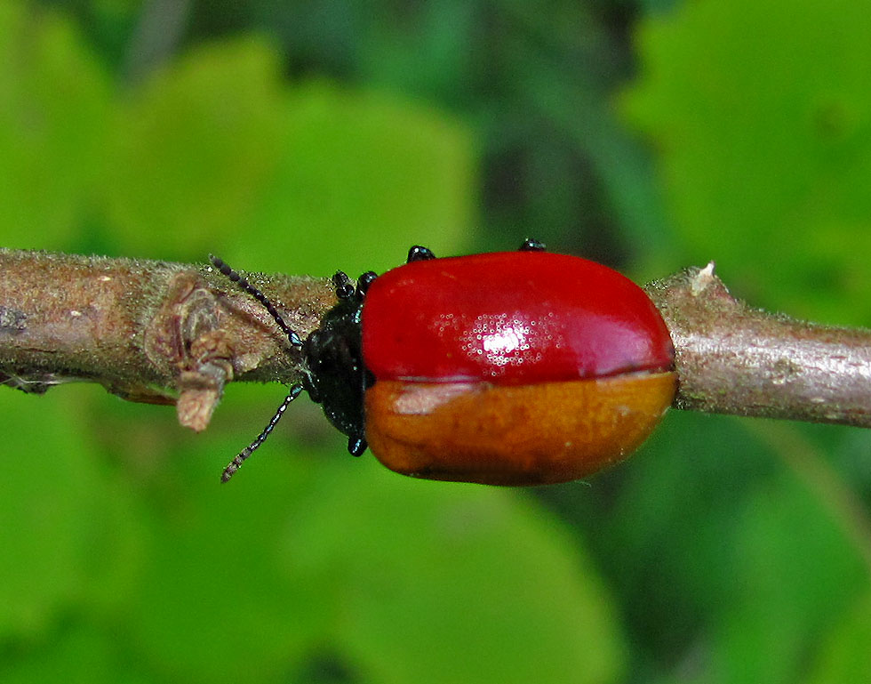 Schwarz-Rot-Gold zur WM