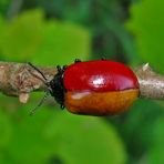 Schwarz-Rot-Gold zur WM