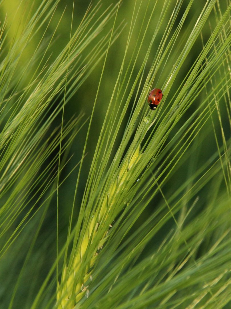 Schwarz, rot, grün