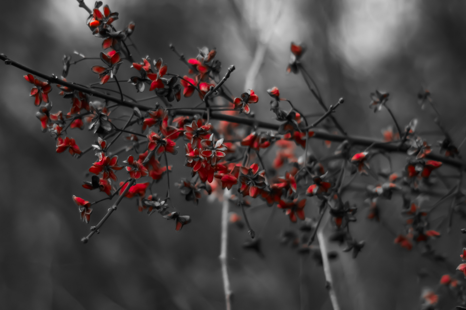 Schwarz rote Blüten