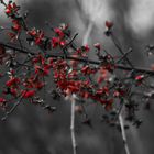 Schwarz rote Blüten