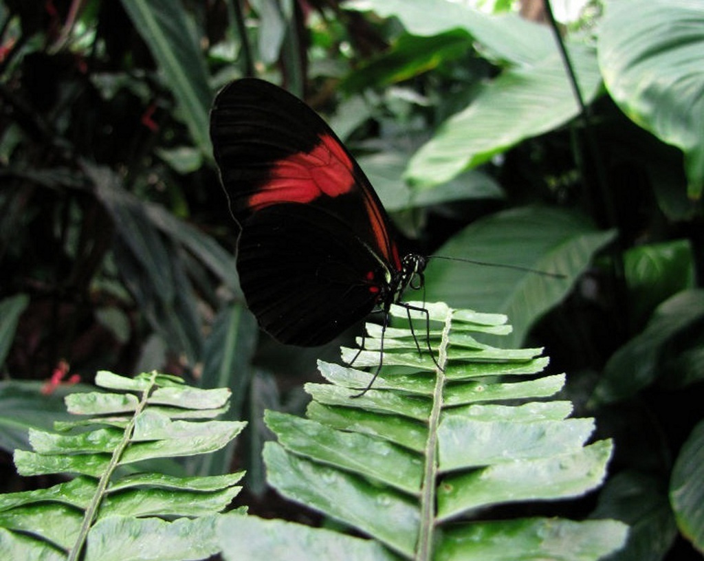 schwarz/ roter Schmetterling