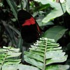 schwarz/ roter Schmetterling