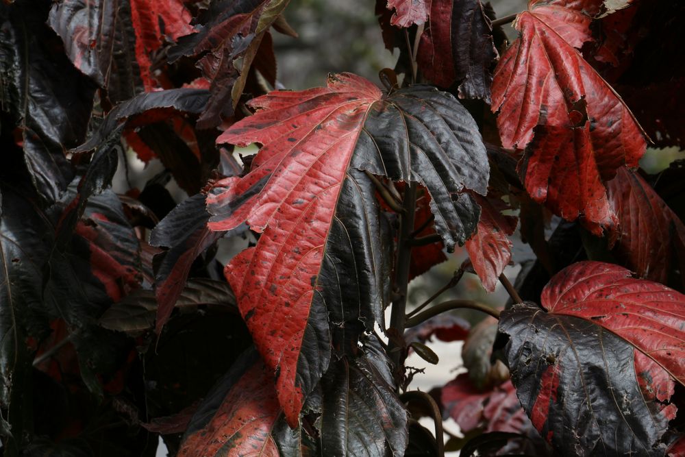 Schwarz / Rotes Blatt