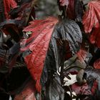 Schwarz / Rotes Blatt