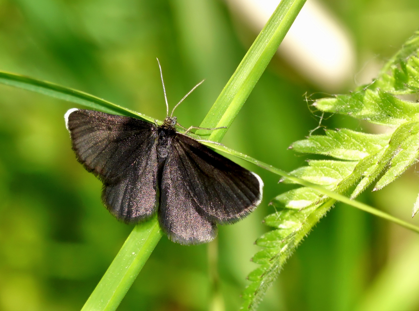 Schwarz Spanner (Odezia Atrata)