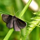 Schwarz Spanner (Odezia Atrata)