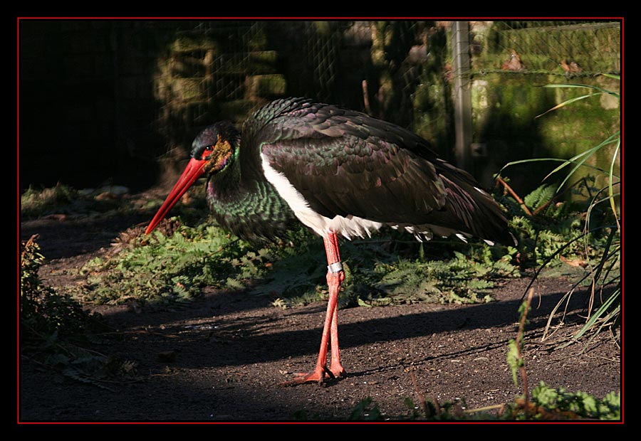 Schwarz-Storch