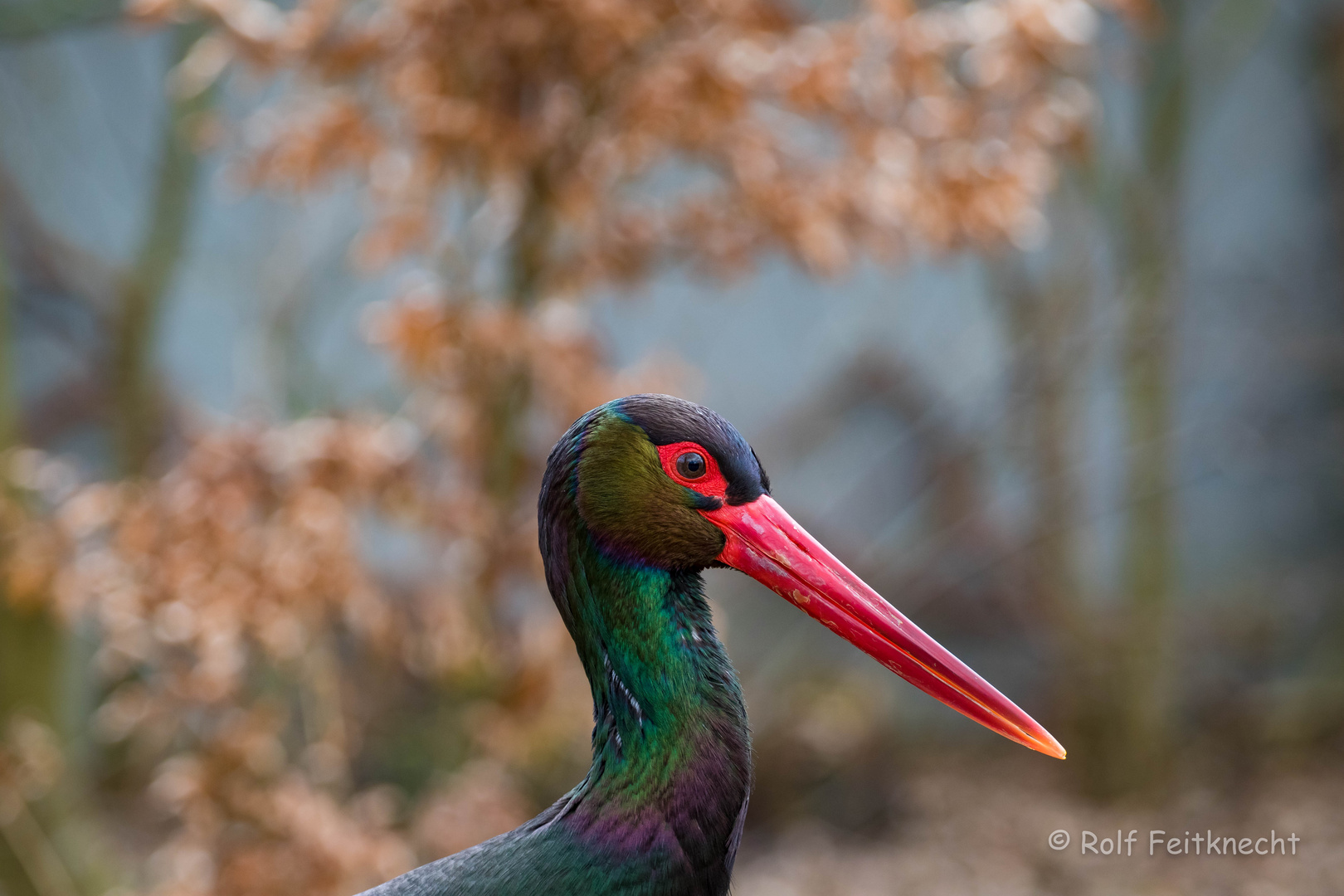 Schwarz-Storch