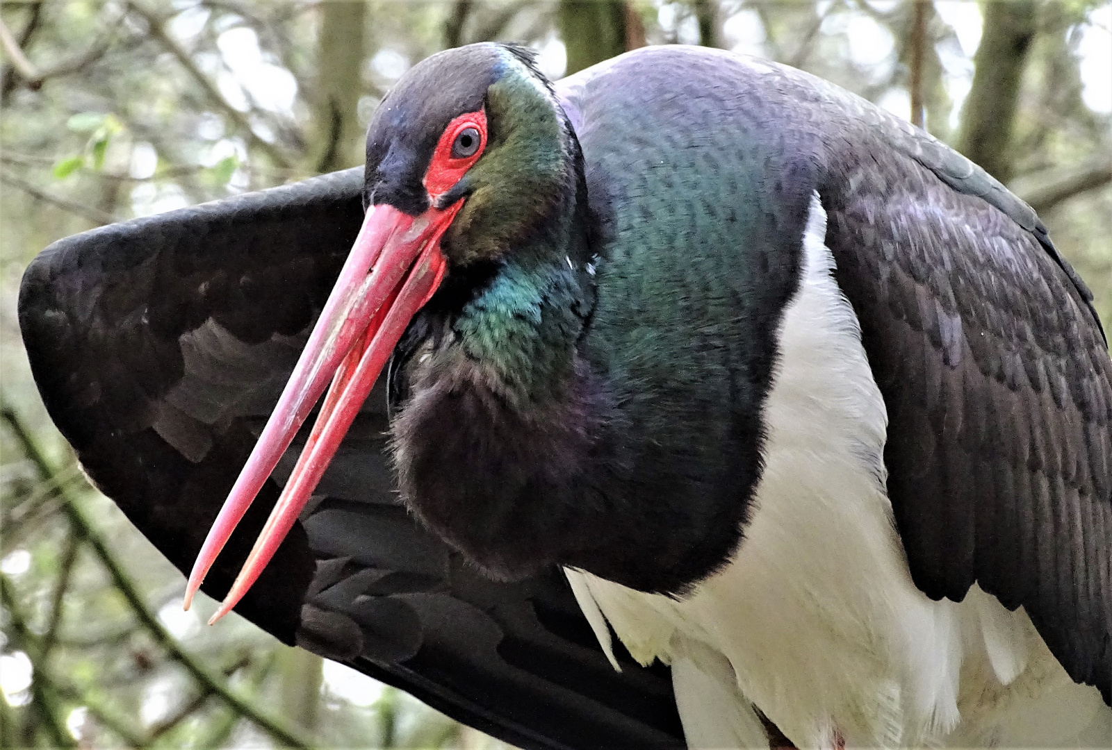 Schwarz-Storch