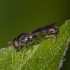 schwarz und goldene Schwebfliege