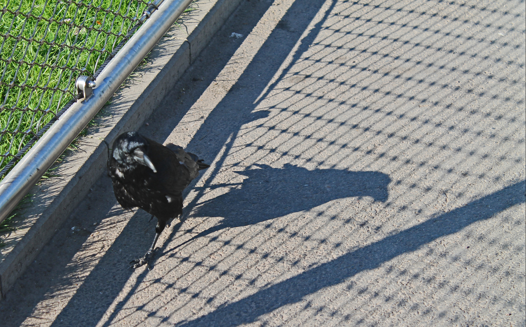 Schwarz und Grau - die Schattenkrähe