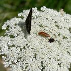 schwarz und rot, Besuch auf weiß