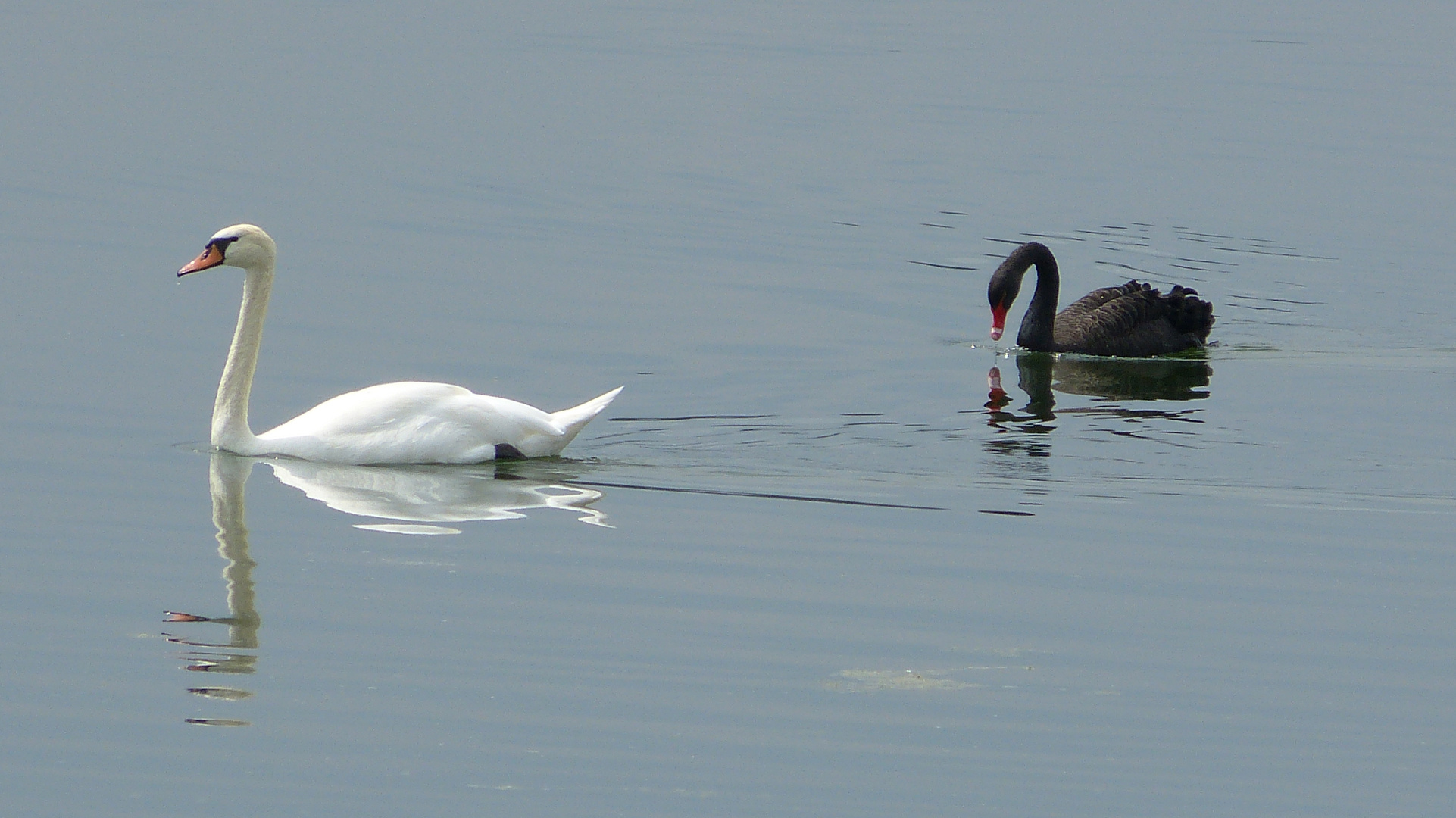 Schwarz und Weiss 3