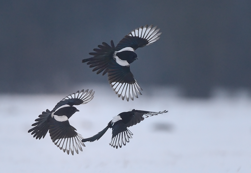 Schwarz und Weiß Foto &amp; Bild | tiere, wildlife, wild lebende vögel ...