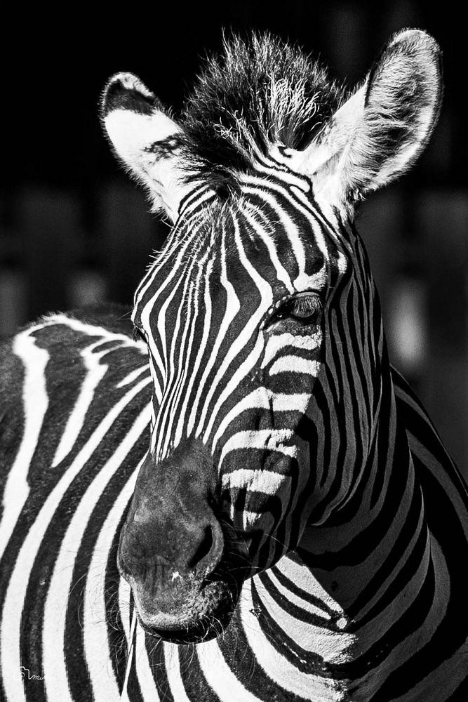 schwarz und weiß Foto &amp; Bild tiere, zoo, wildpark &amp; falknerei