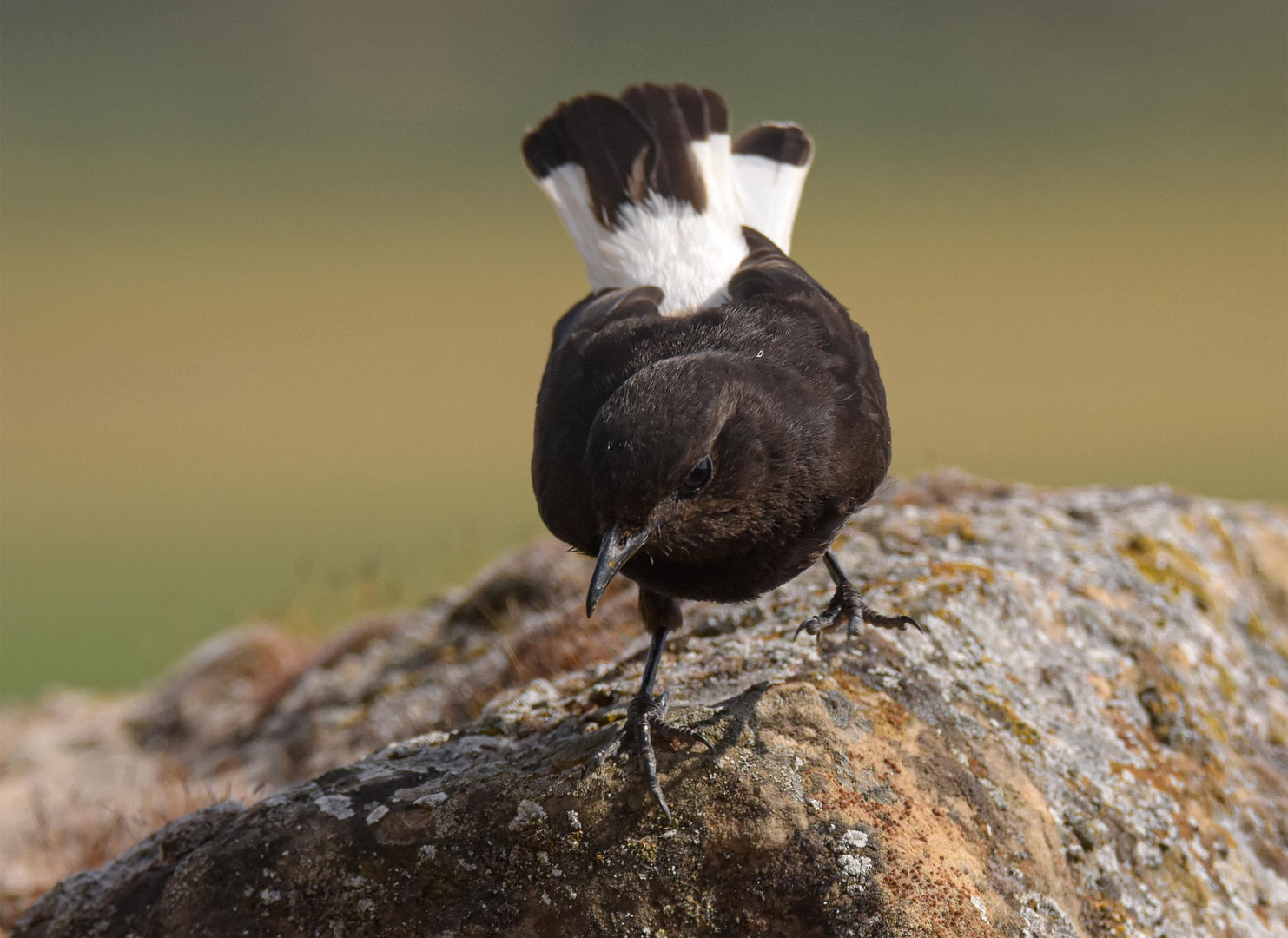 Schwarz und Weiß Foto & Bild | tiere, wildlife, wild lebende vögel