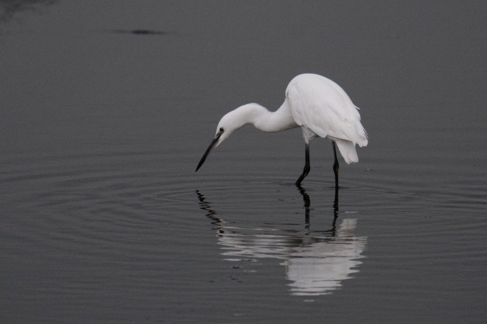 Schwarz und Weiß Foto & Bild | tiere, wildlife, wild lebende vögel