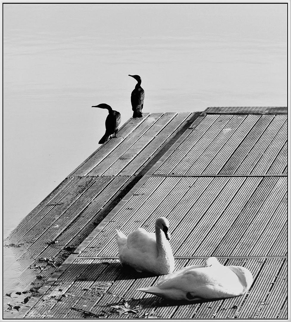 Schwarz und Weiß in der Sonne