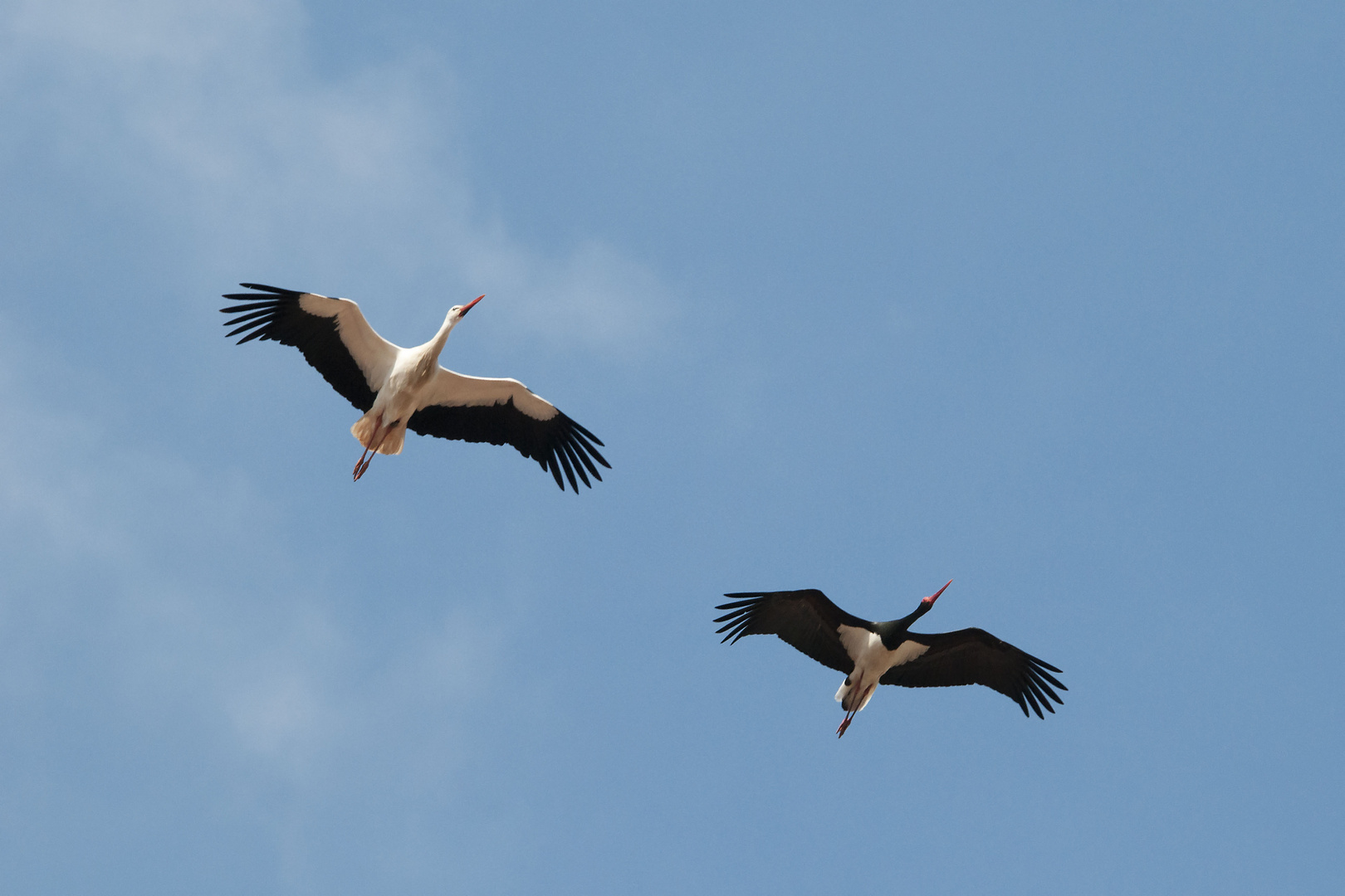 Schwarz- und Weißstorch im Flug