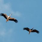 Schwarz- und Weißstorch im Flug