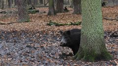 Schwarz und wild . . . - allerdings hier im Tierpark der Alten Fasanerie in Hanau