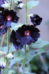 schwarz violette Bütenranke