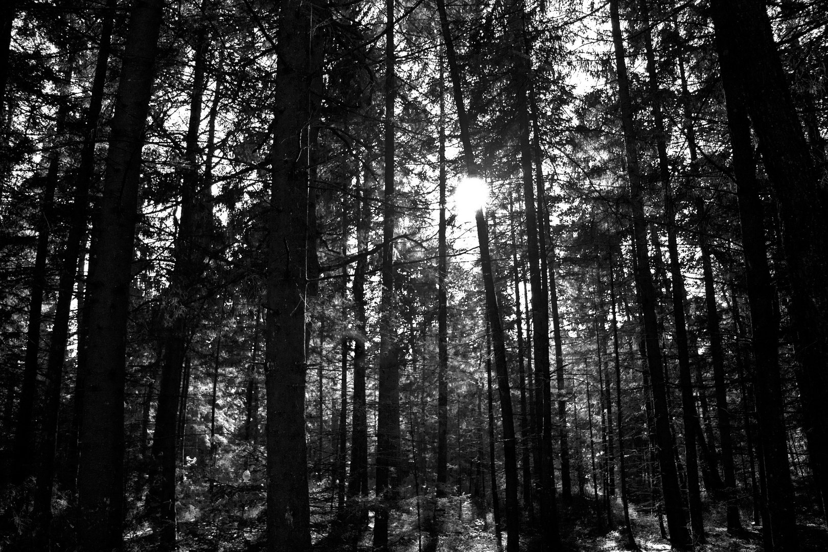 ... " Schwarz " - Wald ...