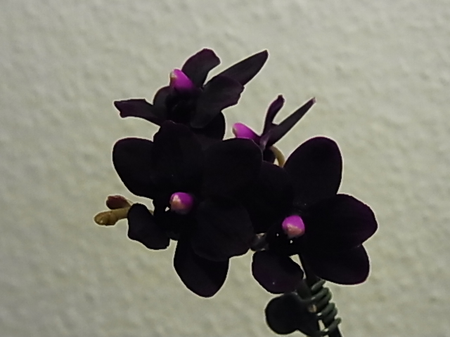 Schwarz-weinrote Orchidee