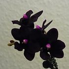 Schwarz-weinrote Orchidee