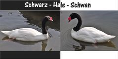 Schwarz - Weis